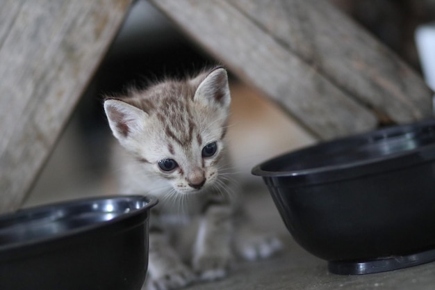 Foto nahaufnahme einer katze an wasser in einem behälter