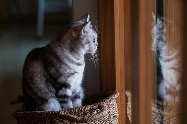 Nahaufnahme einer Katze auf dem Boden, Heimtier