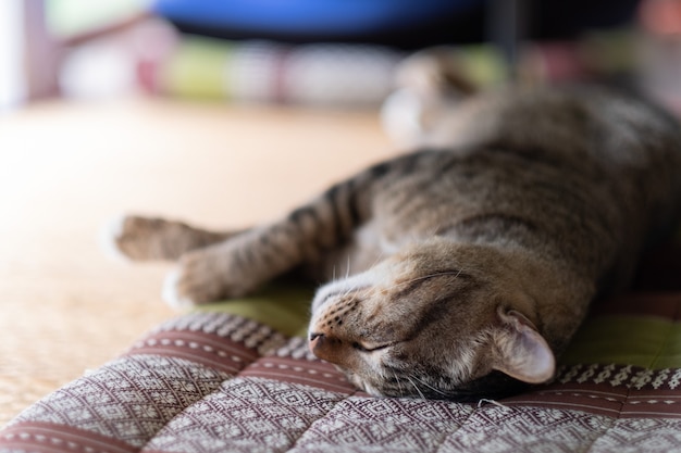 Nahaufnahme einer Katze auf dem Boden, Heimtier