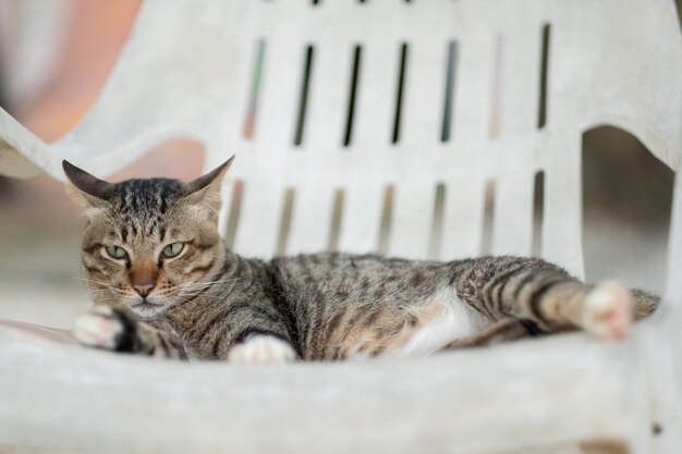 Nahaufnahme einer Katze auf dem Boden, Heimtier