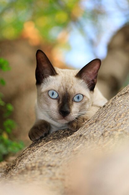 Foto nahaufnahme einer katze auf dem boden