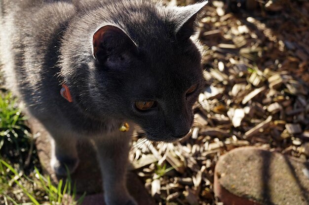 Nahaufnahme einer Katze auf dem Feld