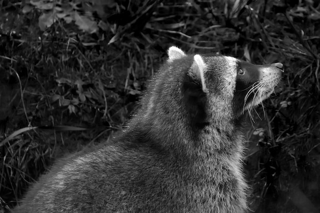 Foto nahaufnahme einer katze auf dem feld