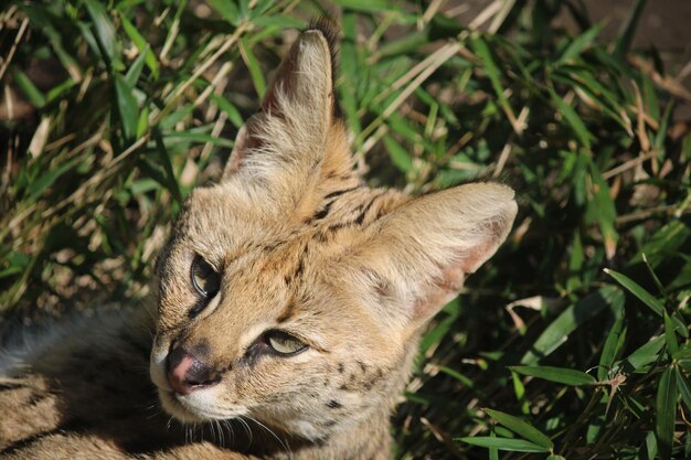 Foto nahaufnahme einer katze auf dem feld