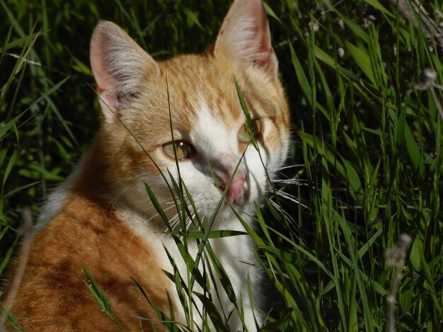 Nahaufnahme einer Katze auf dem Feld