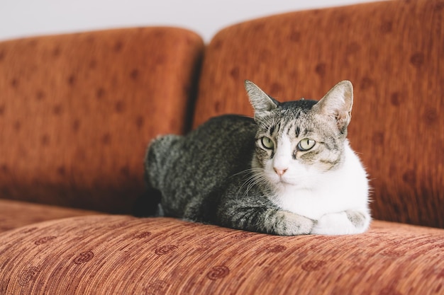 Nahaufnahme einer Katze auf dem Sofa