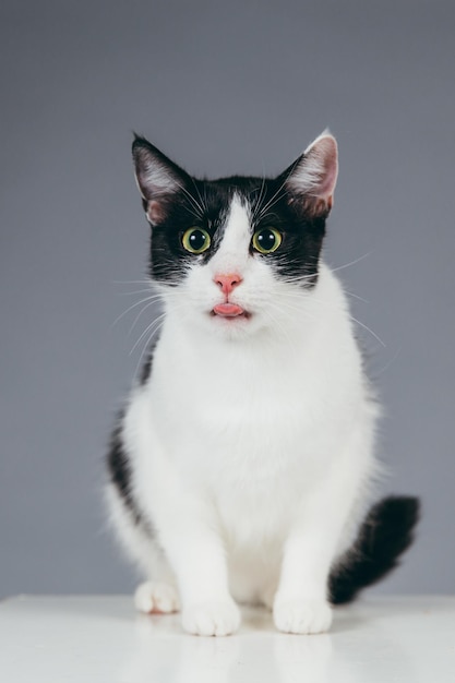 Nahaufnahme einer Katze auf einem Würfel vor grauem Hintergrund