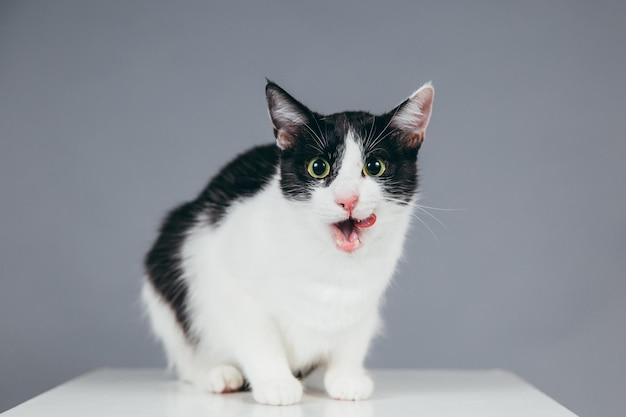 Nahaufnahme einer Katze auf einem Würfel vor grauem Hintergrund
