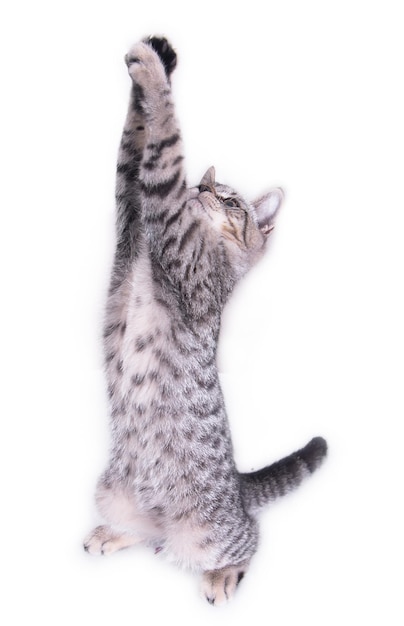 Nahaufnahme einer Katze auf weißem Hintergrund