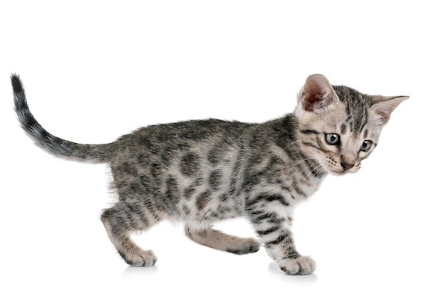 Nahaufnahme einer Katze auf weißem Hintergrund