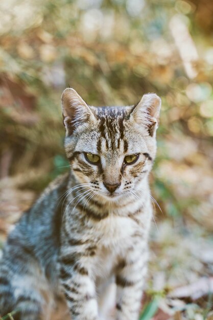 Foto nahaufnahme einer katze, die an land sitzt