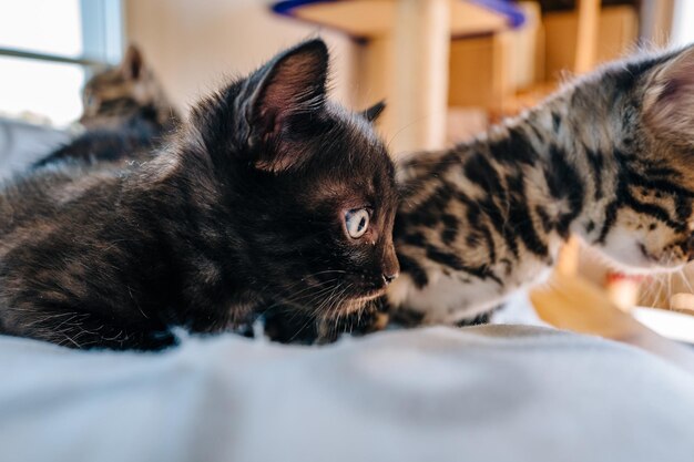 Nahaufnahme einer Katze, die auf dem Bett schläft