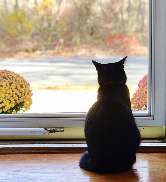 Nahaufnahme einer Katze, die auf dem Fensterbrett sitzt