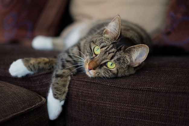 Nahaufnahme einer Katze, die auf dem Sofa liegt