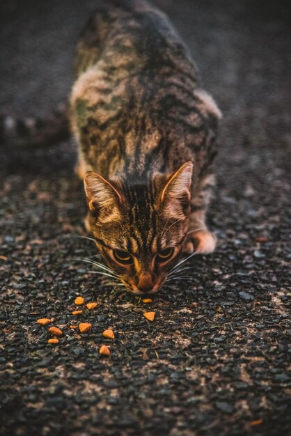 Foto nahaufnahme einer katze, die auf der straße isst