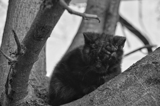 Nahaufnahme einer Katze, die auf einem Baumstamm sitzt