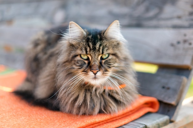 Nahaufnahme einer Katze, die die Kamera mit Unschärfe betrachtet. ruhige Katze, die im Sommer draußen sitzt.