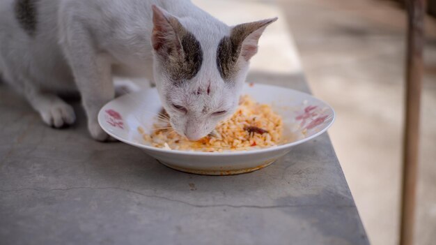 Nahaufnahme einer Katze, die Futter isst