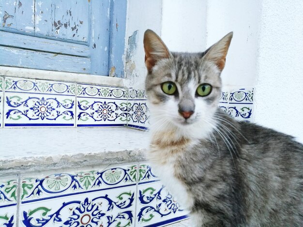 Foto nahaufnahme einer katze, die im freien sitzt