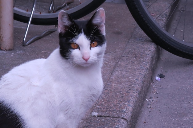 Nahaufnahme einer Katze, die im Freien sitzt