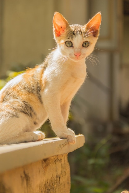 Foto nahaufnahme einer katze, die im freien sitzt