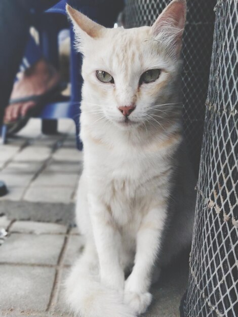 Foto nahaufnahme einer katze, die im freien sitzt