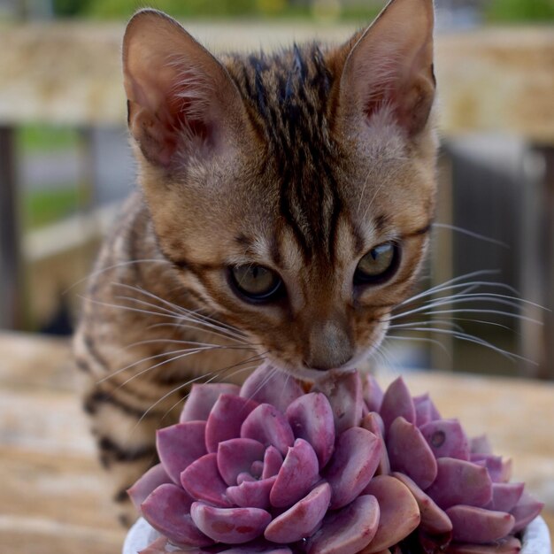 Nahaufnahme einer Katze, die in die Kamera schaut