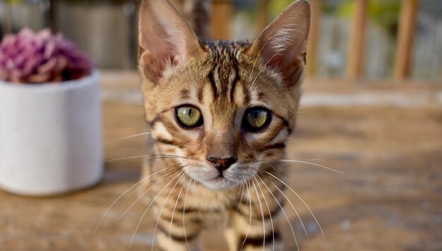 Foto nahaufnahme einer katze, die in die kamera schaut