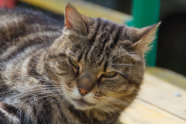 Nahaufnahme einer Katze, die in die Kamera schaut.