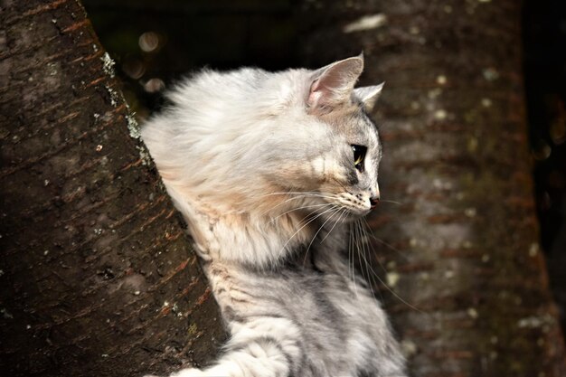 Nahaufnahme einer Katze, die in einem Baum wegblickt