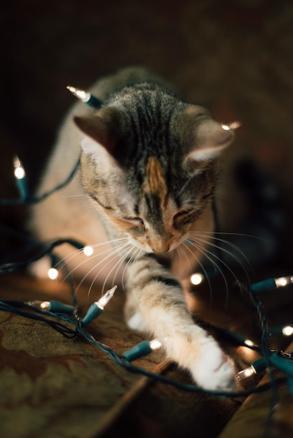 Foto nahaufnahme einer katze, die mit weihnachtslichtern spielt