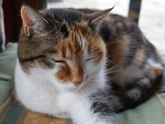 Nahaufnahme einer Katze, die sich auf dem Sitz entspannt