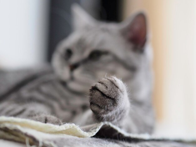 Nahaufnahme einer Katze, die sich zu Hause auf dem Boden entspannt