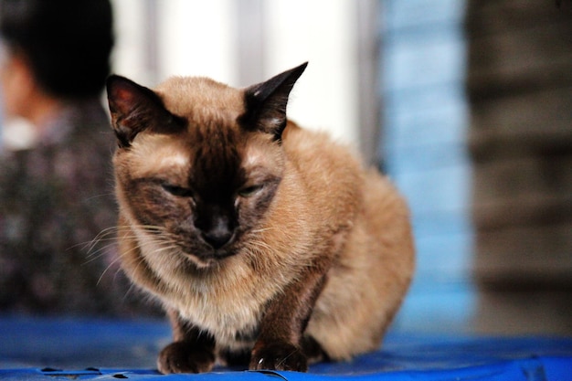 Nahaufnahme einer Katze, die sich zu Hause entspannt