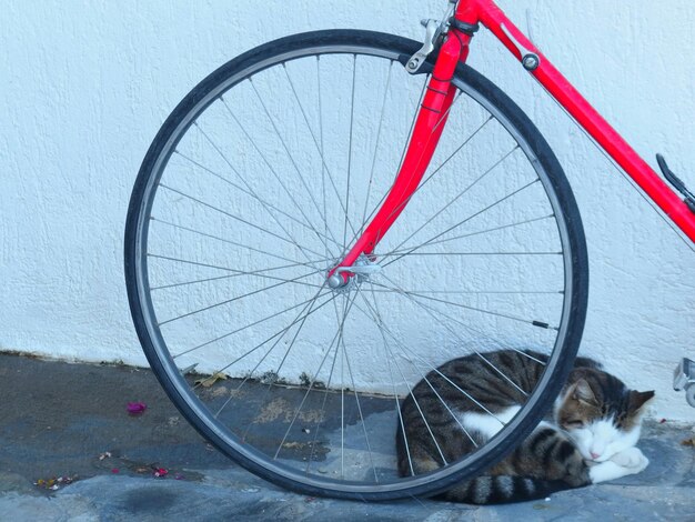 Foto nahaufnahme einer katze, die von einem fahrrad an der wand liegt