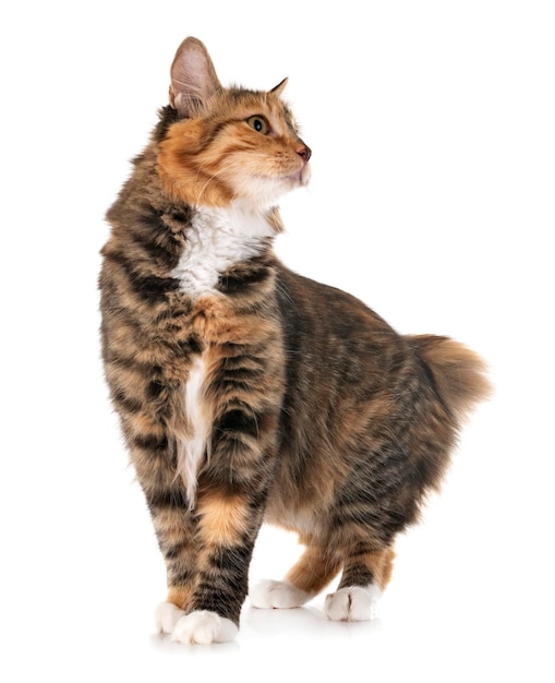 Nahaufnahme einer Katze, die vor weißem Hintergrund wegblickt