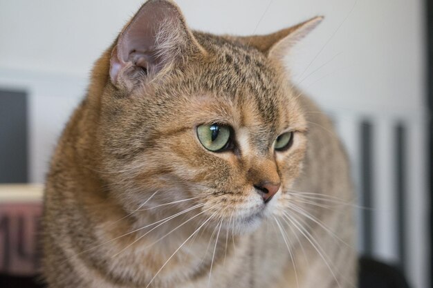 Foto nahaufnahme einer katze, die wegblickt