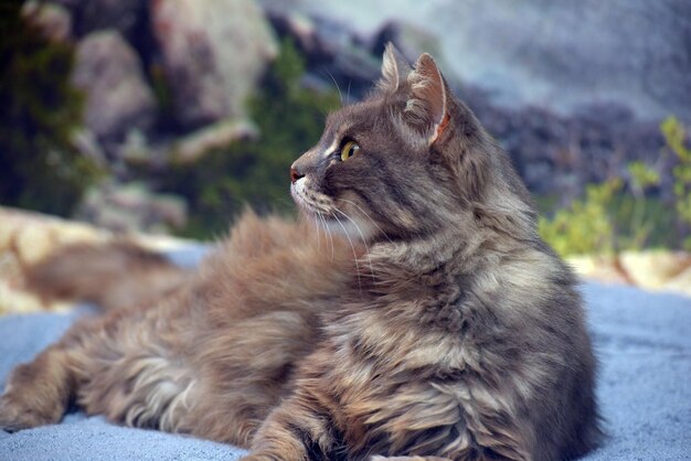 Foto nahaufnahme einer katze, die wegblickt