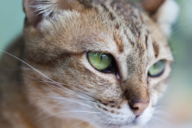 Nahaufnahme einer Katze, die wegblickt