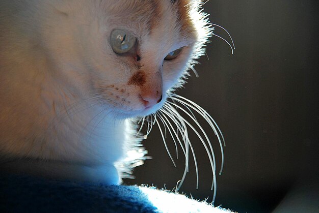 Foto nahaufnahme einer katze, die wegblickt