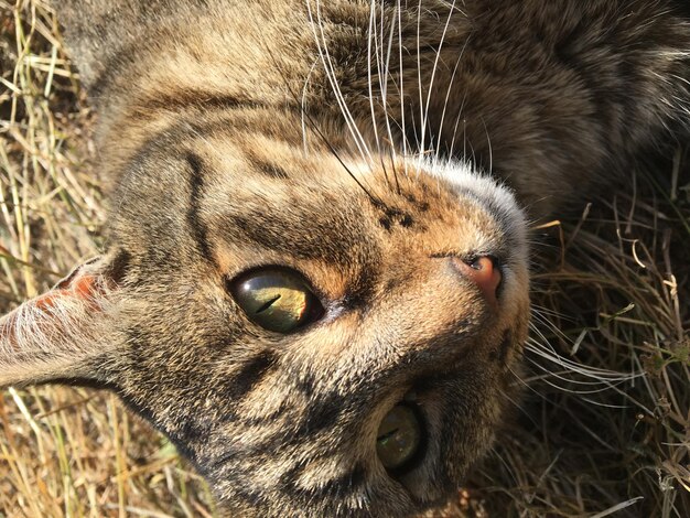 Nahaufnahme einer Katze, die wegblickt