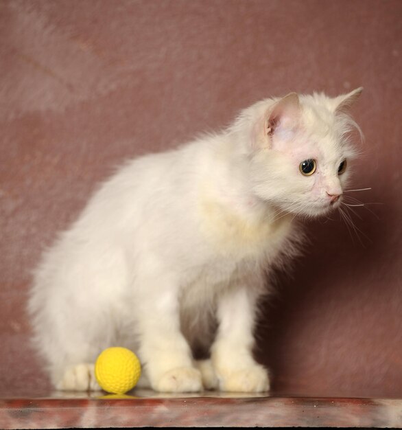 Foto nahaufnahme einer katze, die wegblickt