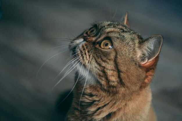 Foto nahaufnahme einer katze, die wegblickt