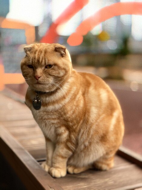 Foto nahaufnahme einer katze, die wegblickt