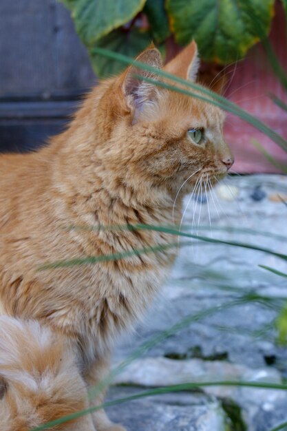 Foto nahaufnahme einer katze, die wegblickt