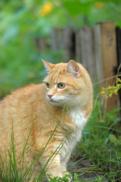 Nahaufnahme einer Katze, die wegblickt