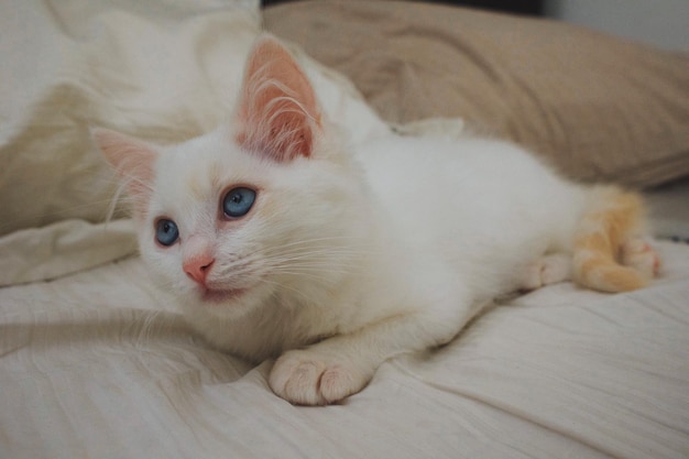Nahaufnahme einer Katze, die zu Hause auf dem Bett ruht