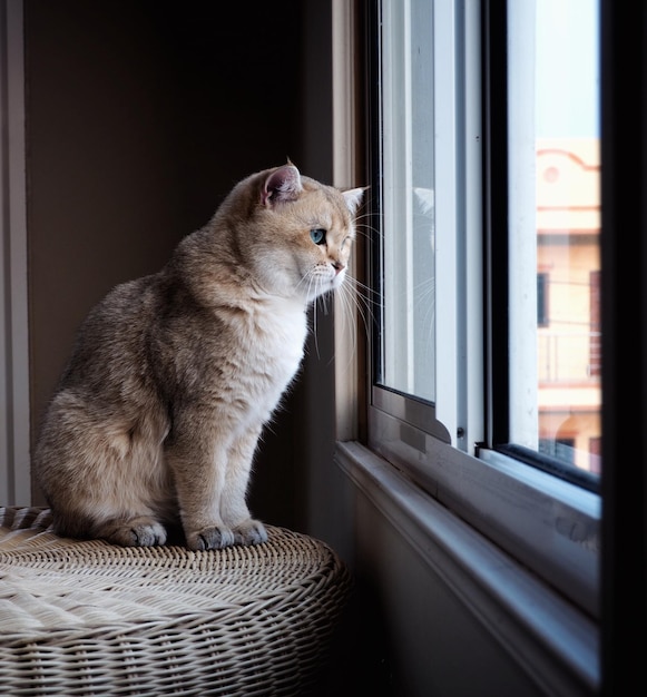 Foto nahaufnahme einer katze, die zu hause auf dem fensterbrett sitzt