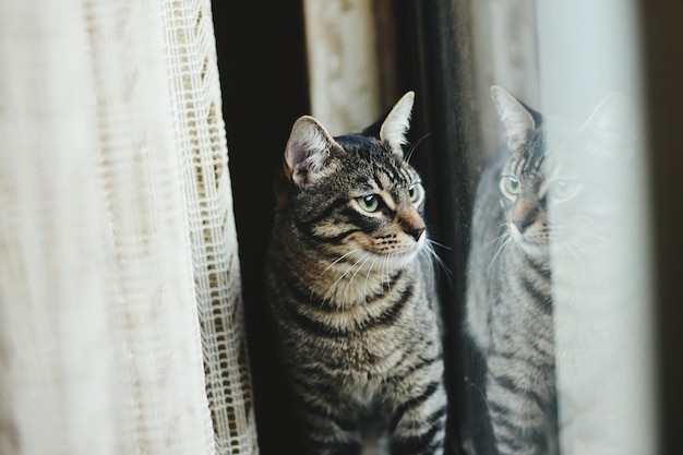 Nahaufnahme einer Katze, die zu Hause durch das Fenster schaut