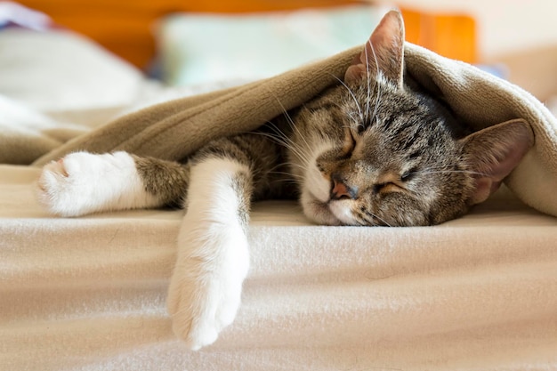 Nahaufnahme einer Katze, die zu Hause im Bett schläft